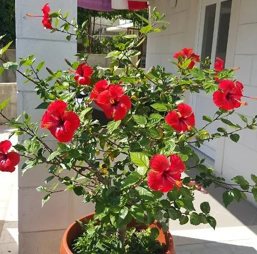 Апартаменты Pojko *